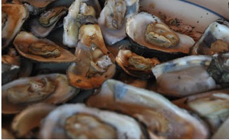 Ostiones de Mandinga, riqueza gastronómica veracruzana