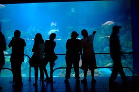 Visitantes de diferentes estados disfrutan del Acuario de Veracruz
