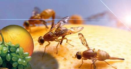 Elaboran repelente contra la mosca mexicana de la fruta a base de sus propias feromonas