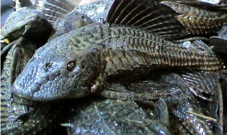 Pez diablo amenaza pesca en el río Bobos