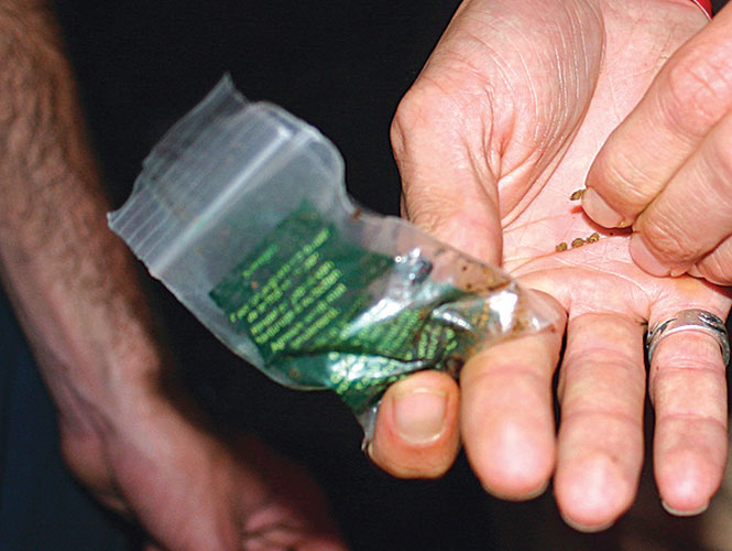 Uruguay venderá a un dólar el gramo de marihuana
