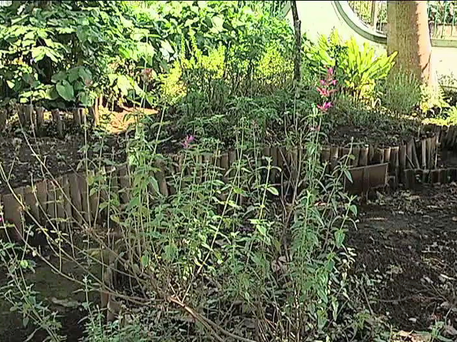 Coatepecanos elaboran pomadas y aceites con plantas medicinales