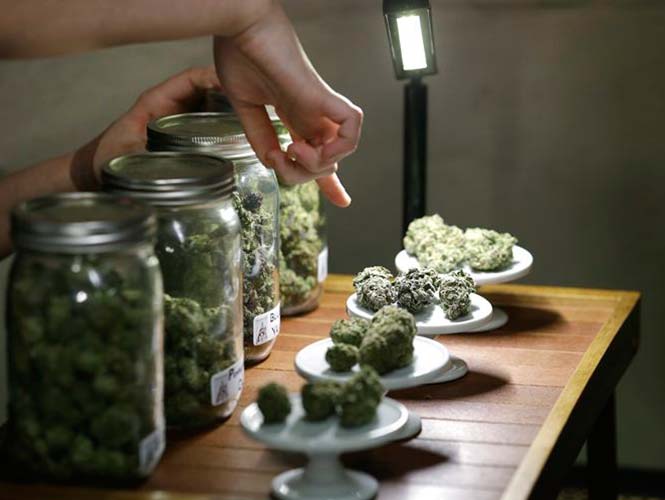 Votará Florida en noviembre uso médico de mariguana