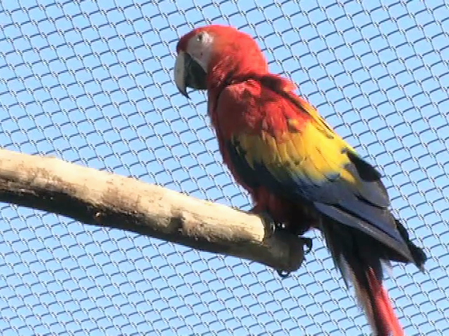 Recuperan guacamaya extraviada en Los Tuxtlas