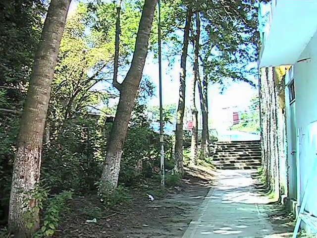 Escuela de Xalapa pide apoyo para podar árboles