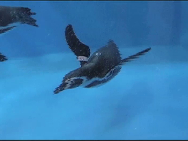 Llegan los nuevos huéspedes al pinguinario en el Acuario de Veracruz
