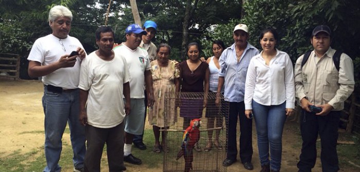 Localizan una de las cuatro guacamayas desaparecidas en Los Tuxtlas