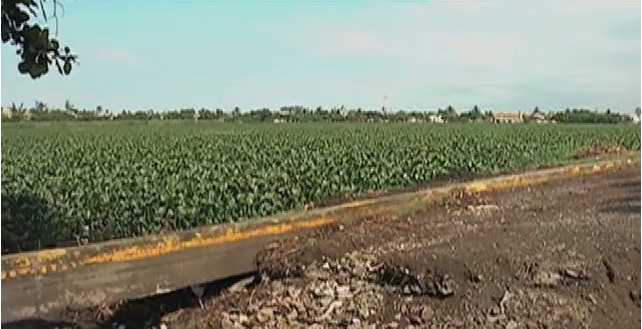 Piden a autoridades del puerto dar mantenimiento a la laguna Lagartos