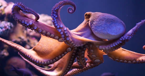 Pescadores pretenden aumentar producción de pulpo en Veracruz