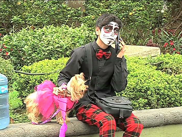 En Xalapa dueños disfrazaron a sus mascotas y pidieron su calaverita
