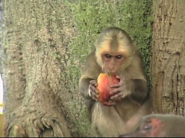 Difunde Inecol estrategia nacional para la conservación de primates