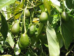Científicos estudian escarabajo que amenaza a plantas de aguacate