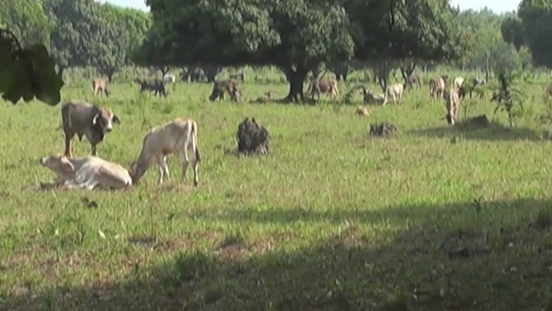 Realizan en Perote el Encuentro Regional sobre Brucelosis en los Animales