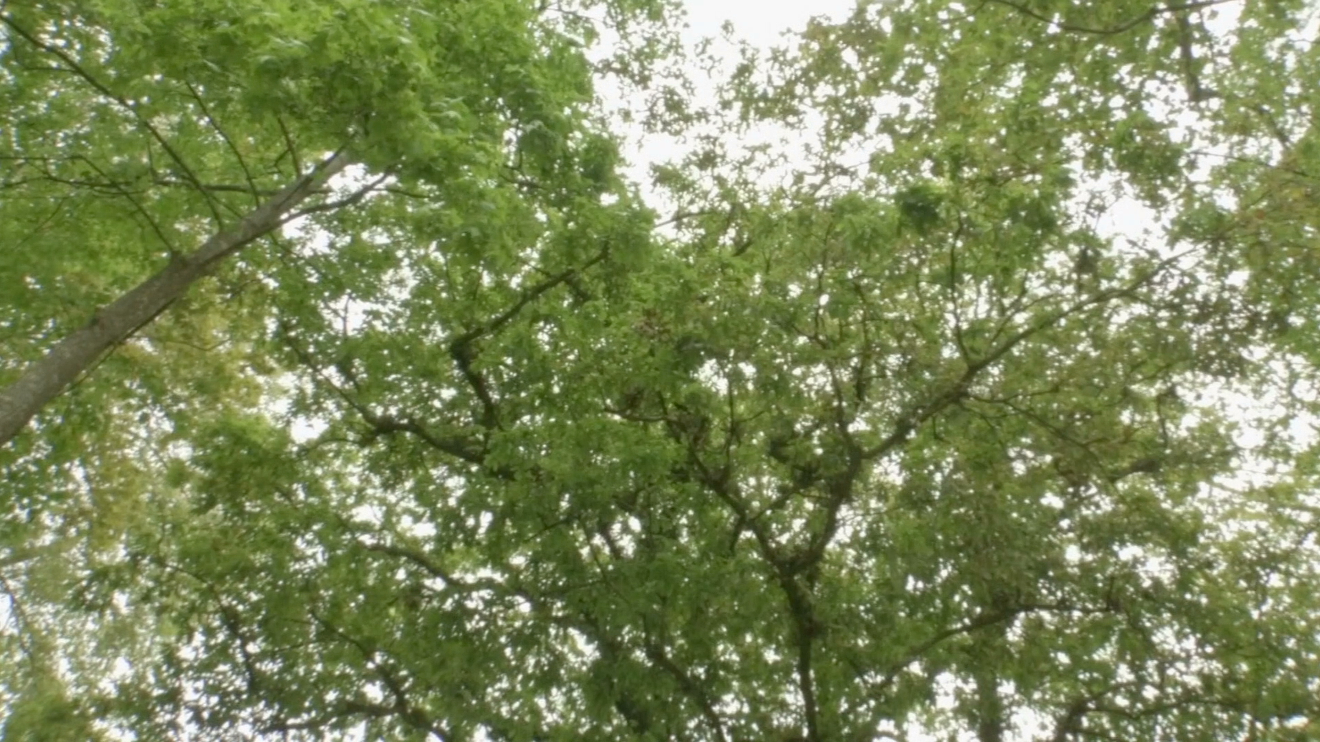 Cuidar los bosques, llamado en el Día del Árbol