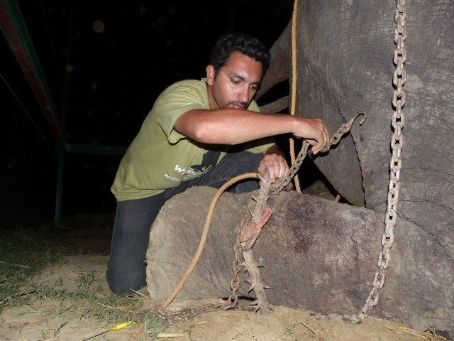 Circos sin animales, a partir del 9 de julio