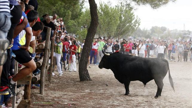 Iniciativa contra el maltrato animal