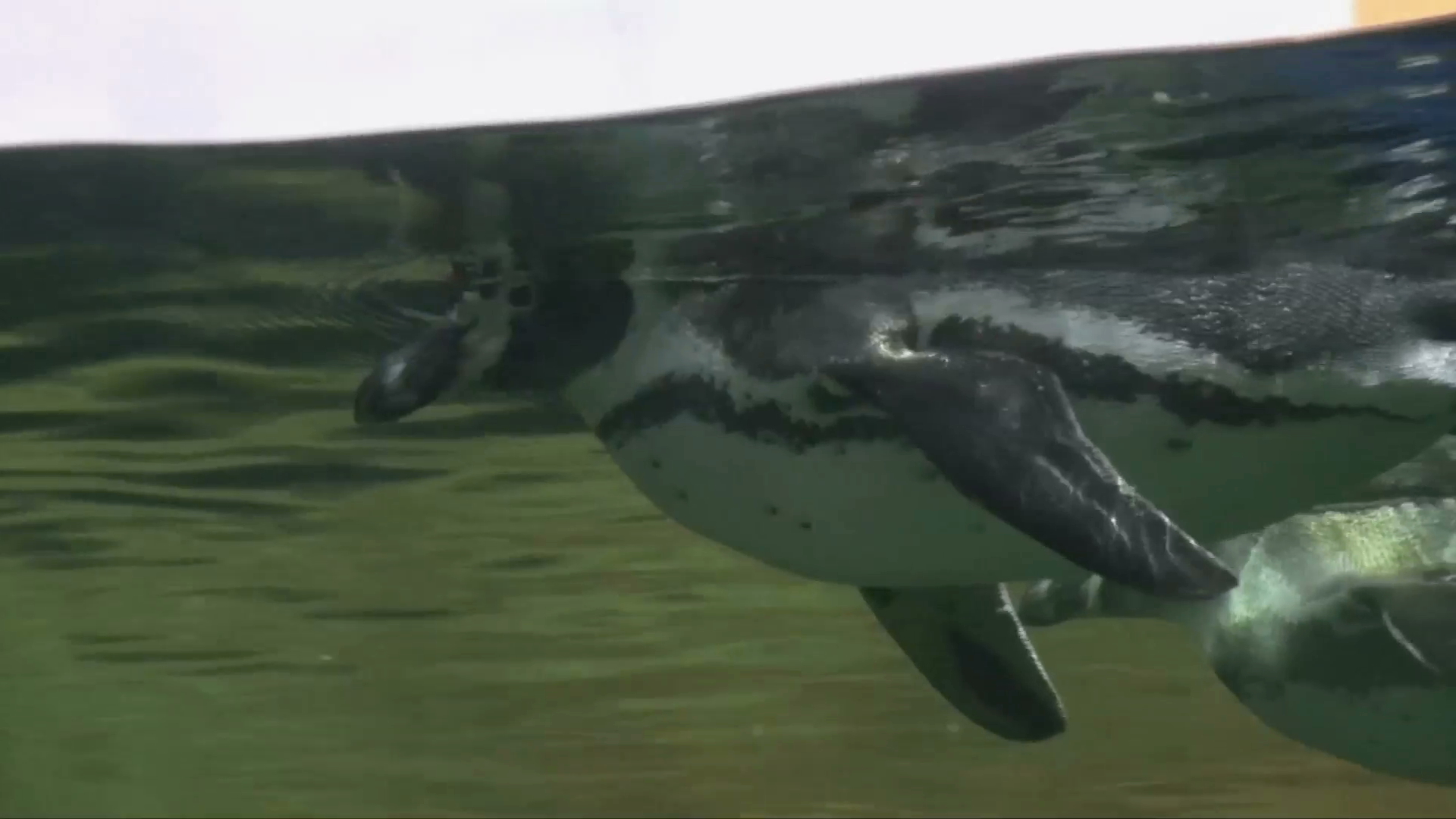 Nace otro pingüino en el Acuario de Veracruz
