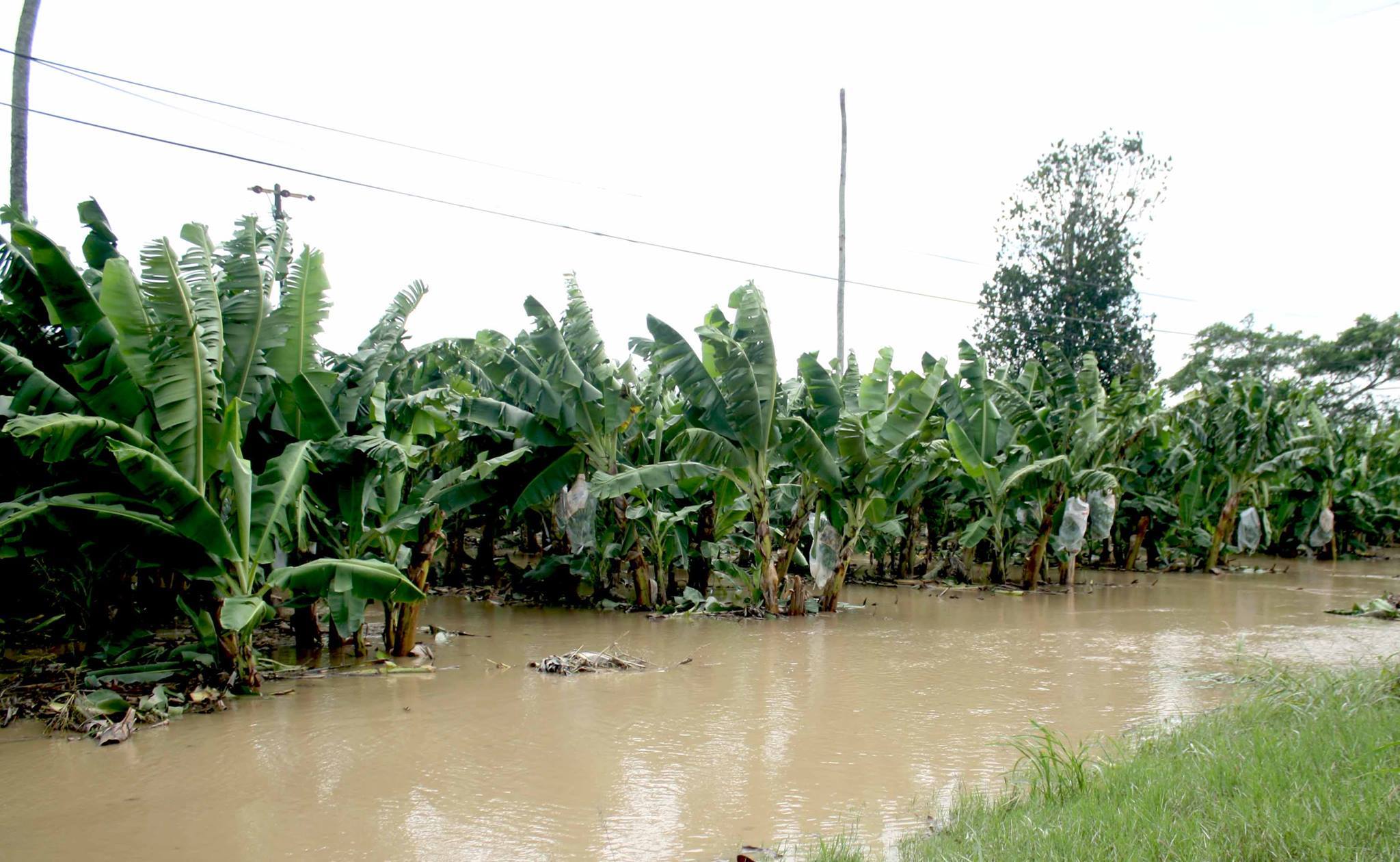 Ganaderos de San Rafael afectados por desborde del río Bobos