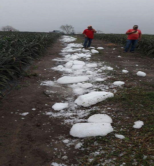 Granizada afecta cultivos de piña en Juan Rodríguez Clara