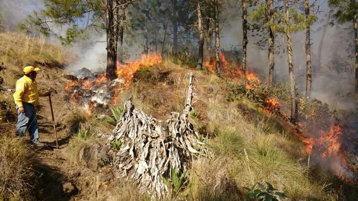 Conafor sofoca incendio en paraje conocido como barranca del murciélago en Perote