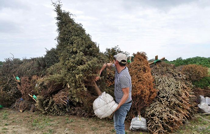 El 8 de enero iniciará la campaña Recicla tu Navidad 2021 en 60 municipios de Veracruz