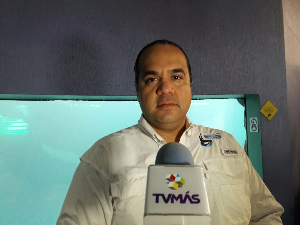 Nuevo avistamiento de manatíes en la franja costera de Veracruz-Boca del Río