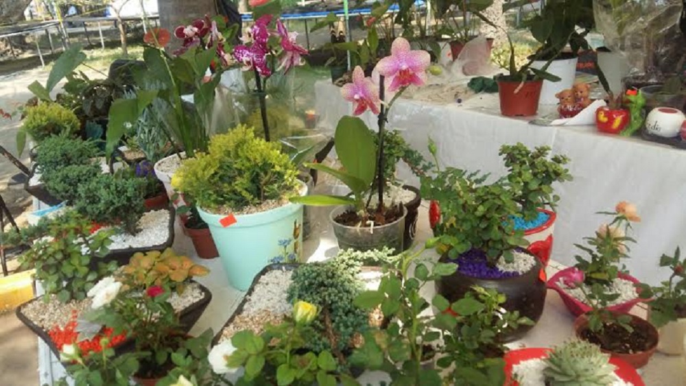 Expo “Flores de Mayo” en Parque Zamora de Veracruz