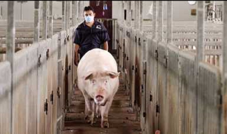Promueve Senasica apertura de mercados agroalimentarios en Asia