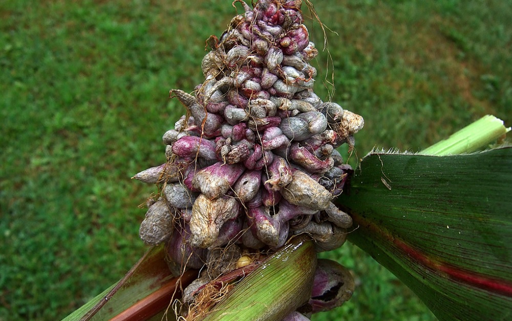 Investigan metabolismo del huitlacoche para aumentar producción