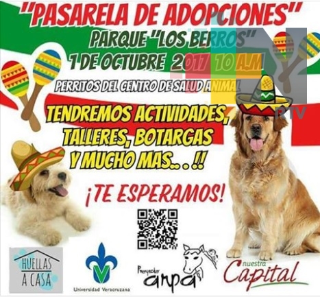 En Xalapa realizarán pasarela de adopción de mascotas