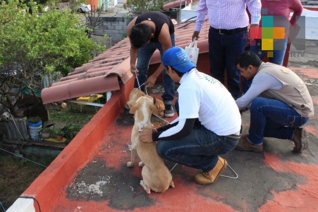 Por abandono, perros se comen entre sí, en el fraccionamiento Geo Villas Los Pinos