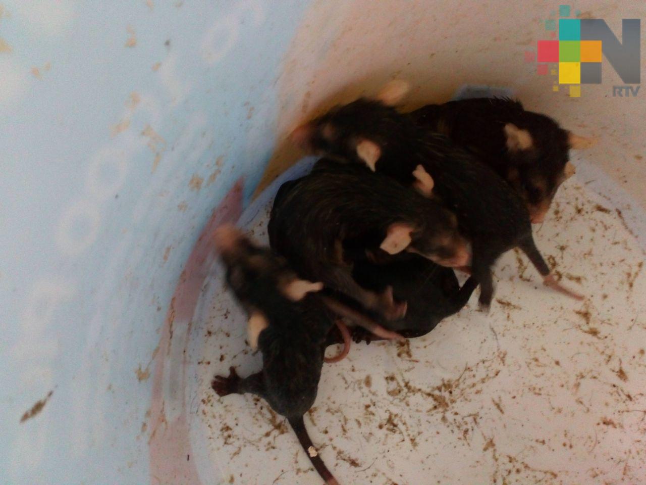 Estudio de reptiles y anfibios ayudaría a combatir el cambio climático