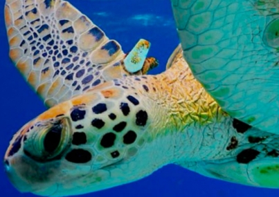 México comprometido con el ambiente; duplica áreas marinas protegidas