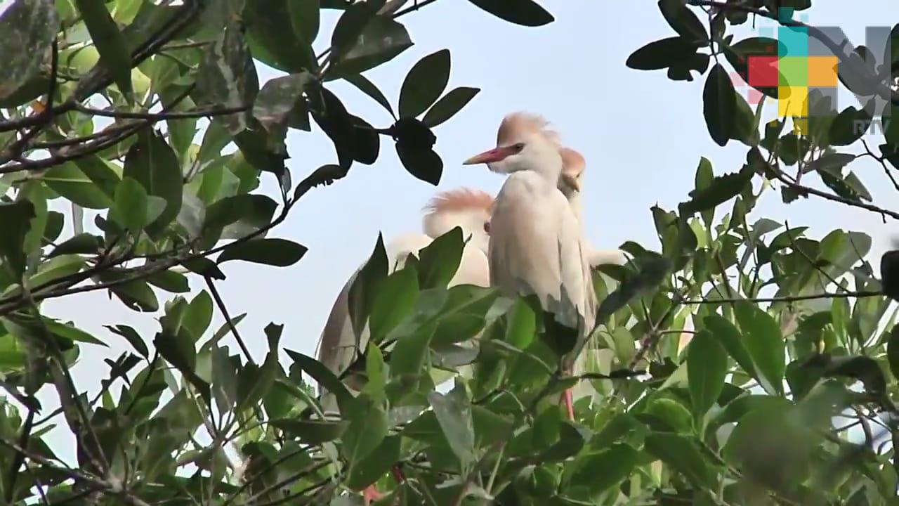 Ven a disfrutar la gastronomía y escenarios naturales de Laguna de Mandinga