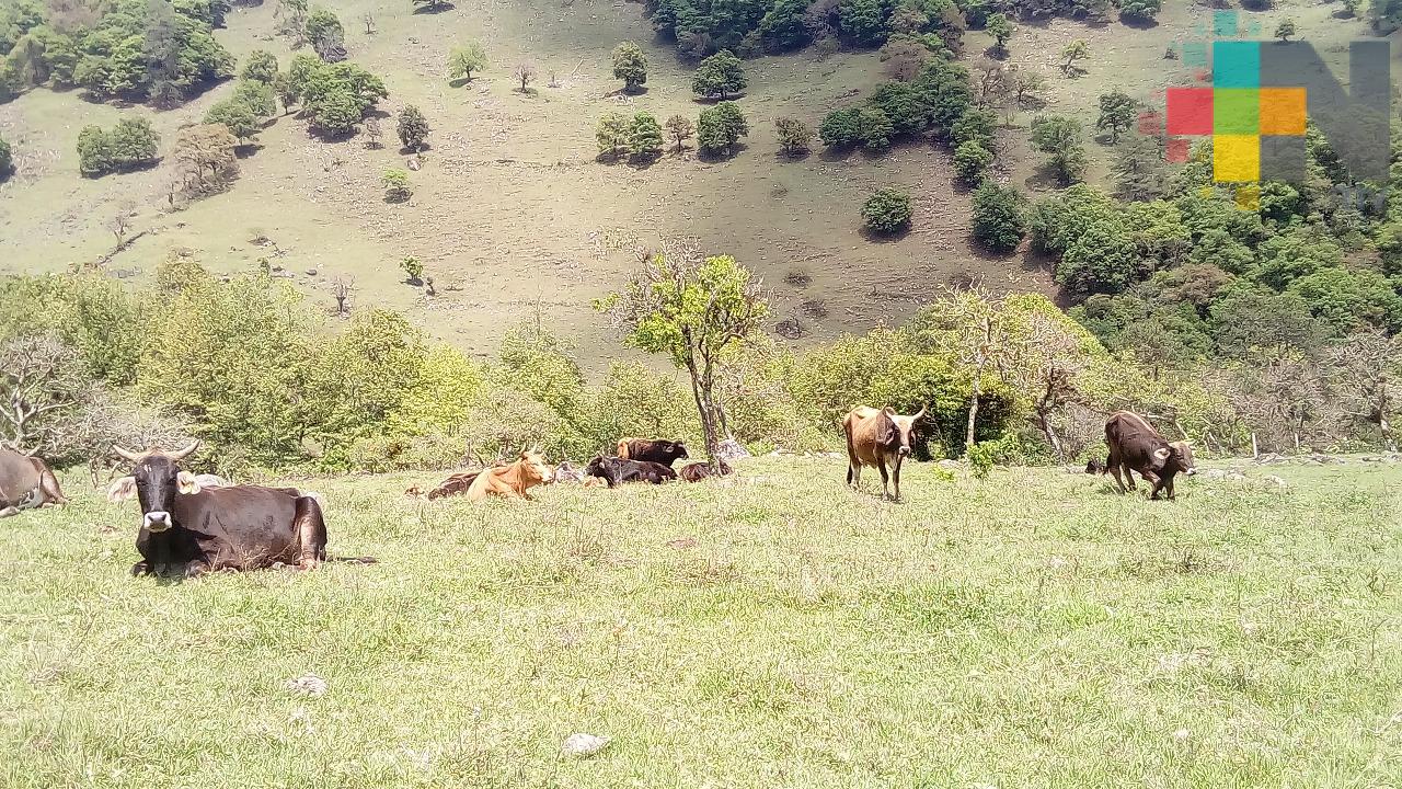 Productores de Zacualpan recibirán seguro catastrófico