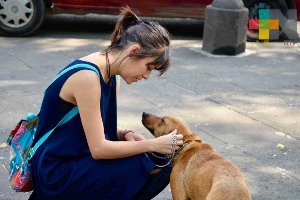 Diputada local presentará iniciativa en favor de los derechos de los animales