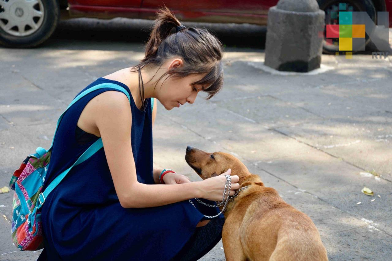 Diputada local presentará iniciativa en favor de los derechos de los animales