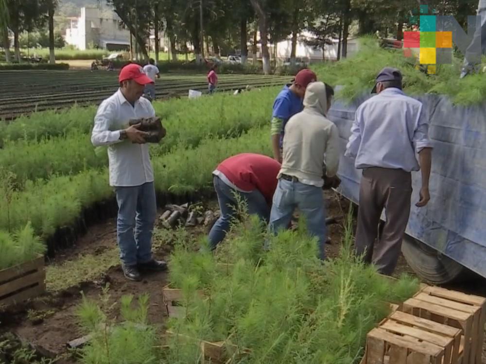 Centro Semillero Forestal de Conafor en Veracruz recibe certificación nacional