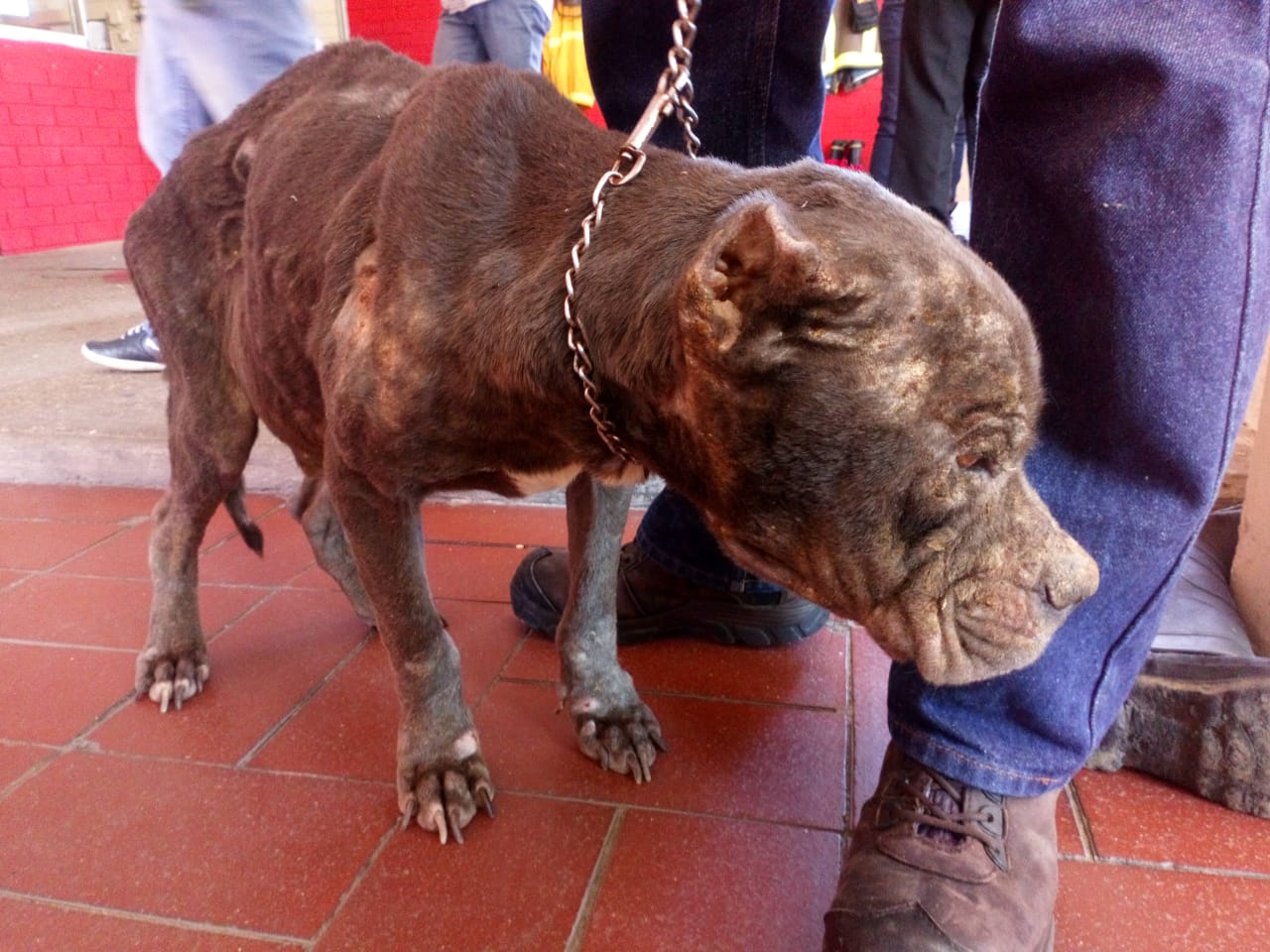 Modificarán reglamento de Bienestar Animal, en Córdoba