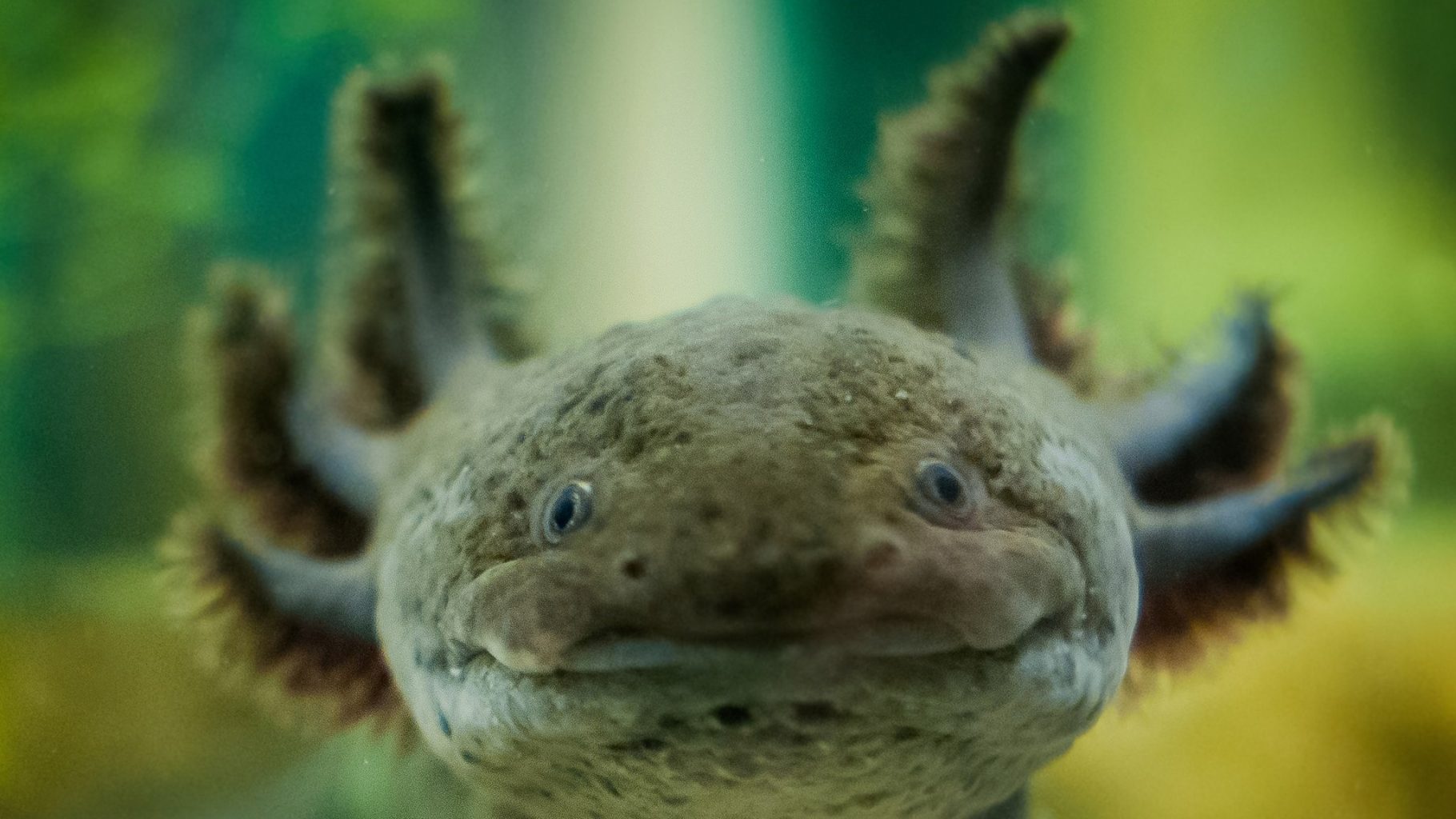 Expediente 4: Axolotl, Monstruo de Agua