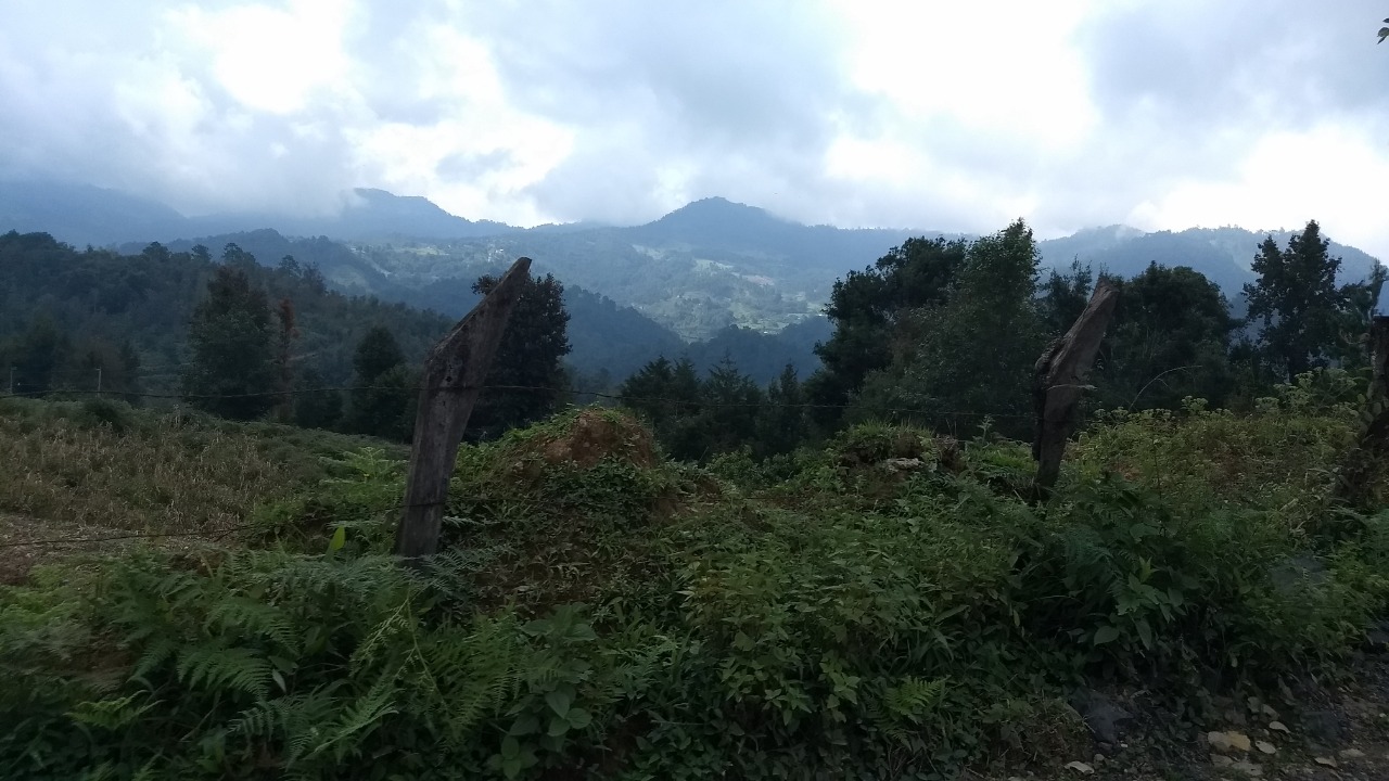 Silvicultores de Zacualpan recuperan más de tres mil 500 hectáreas forestales