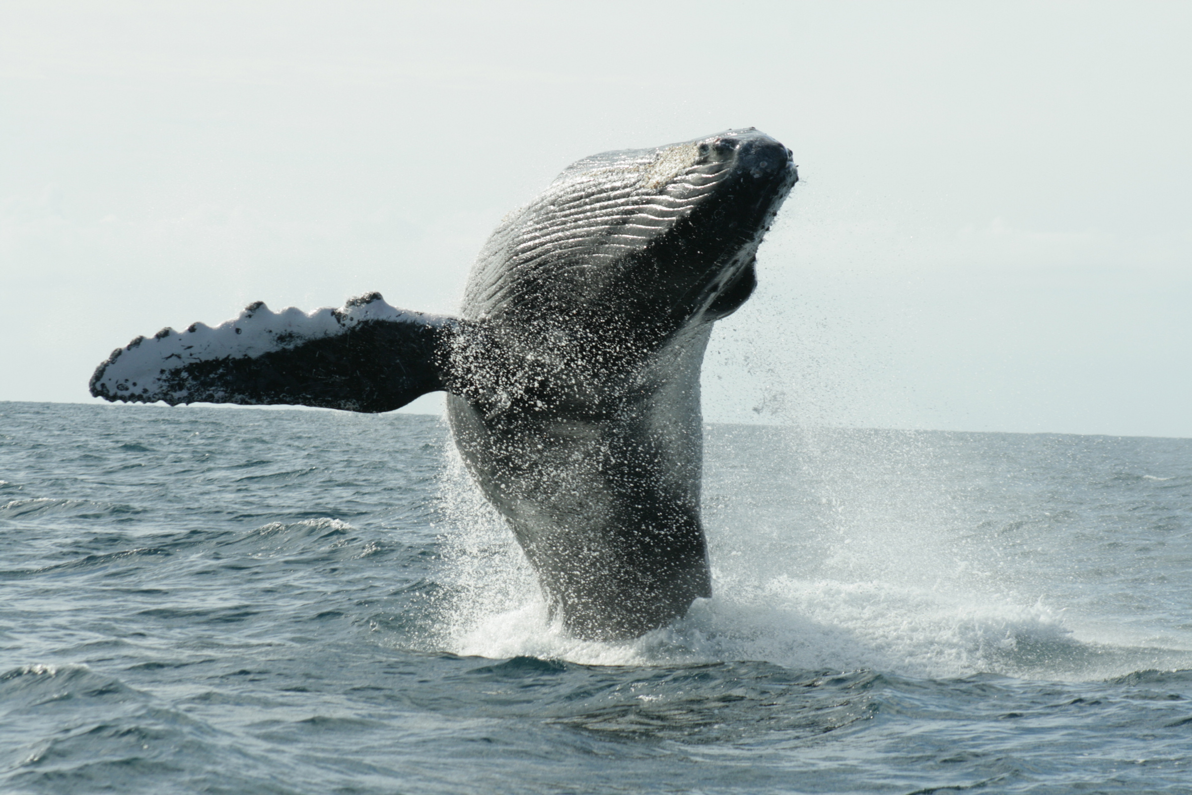 Continúa arribo de la ballena jorobada a costas de Baja California Sur