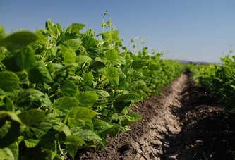 Plantas estresadas por sequías emiten sonidos de angustia