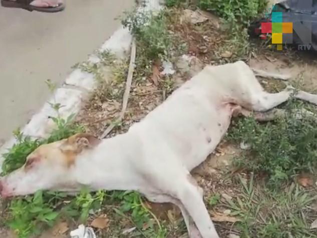 Rescatan con vida a perro abandonado en bolsa negra