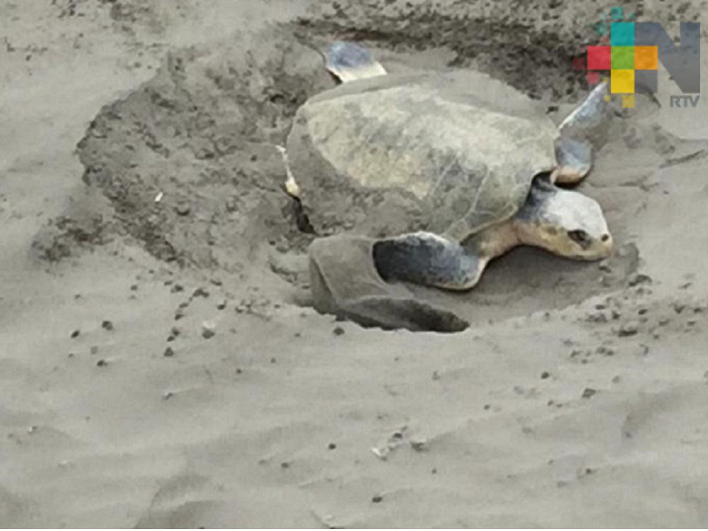 Tortuga desova en playa Gaviotas del municipio de Boca del Río