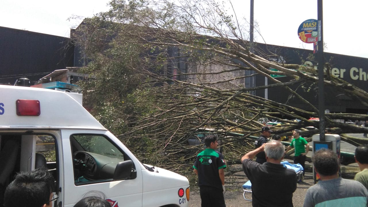 Fuerte viento derriba árbol en esta capital; no hay lesionados