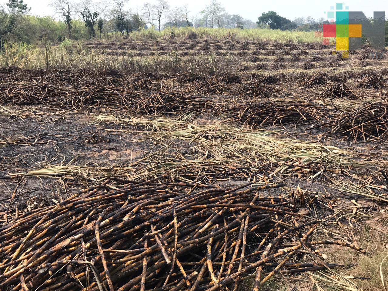 Apoyarán a cañeros con subsidio federal