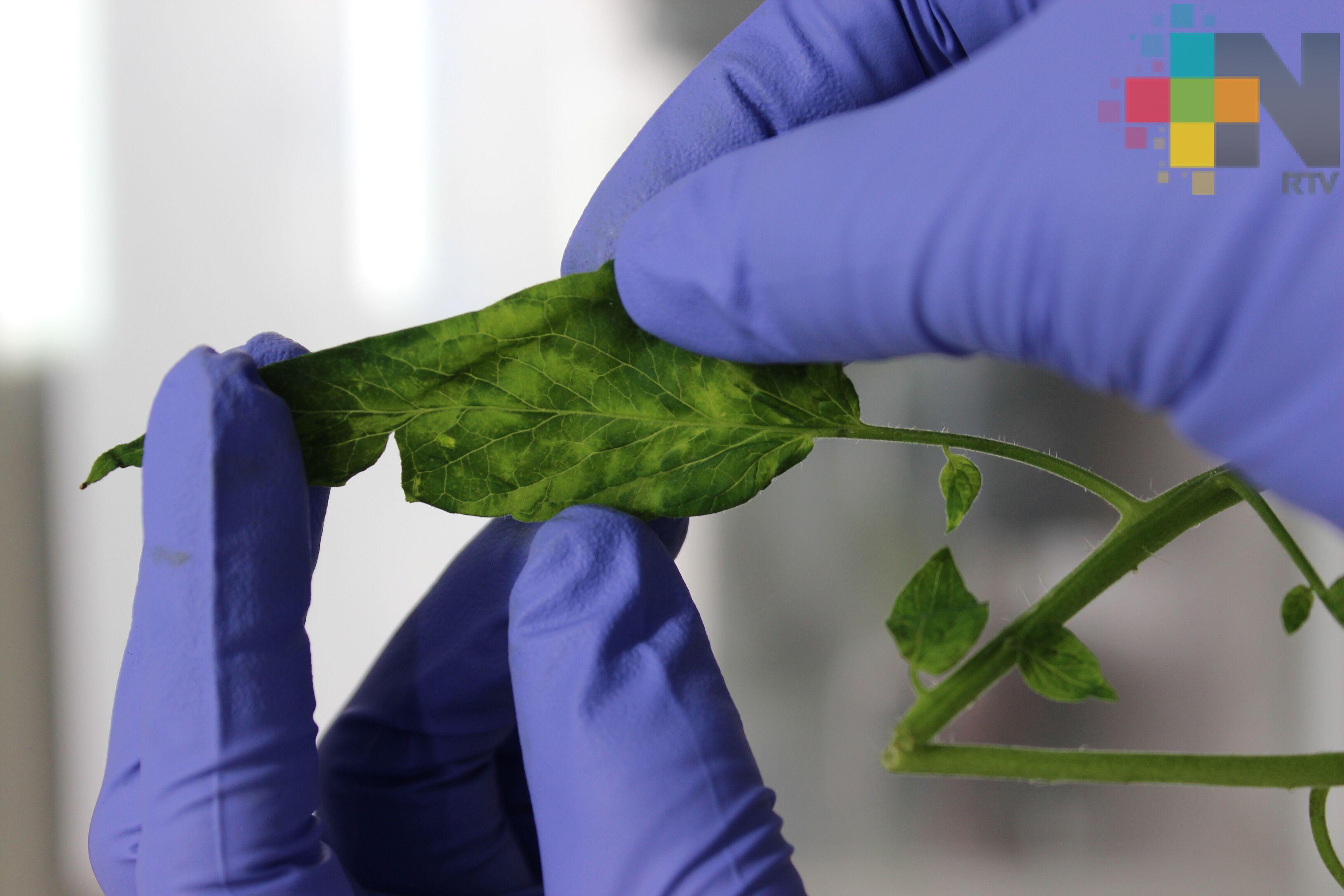 Establece Sader medidas fitosanitarias para proteger producción de jitomate
