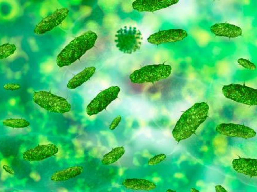 Identifican bacterias intestinales para combatir obesidad y estrés
