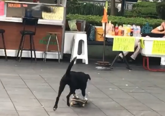 Animalistas piden a población no dar en adopción a perros o gatos negros